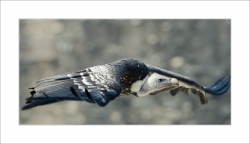 Pano'Rapaces