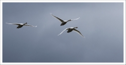 Les 3 cygnes