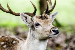 Bref regard.