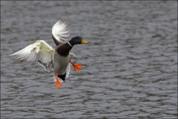 petit vol de colvert...