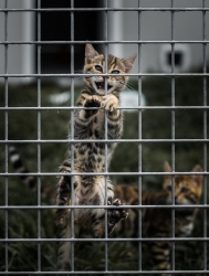 L'oeil du tigre