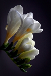La fleur blanche.