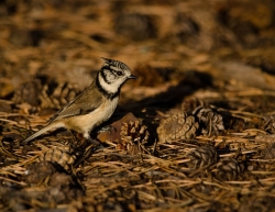 Mésange huppée