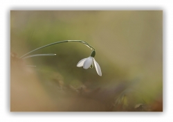 premier pece-neige