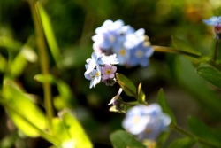 myosotis