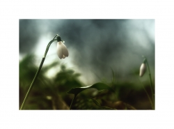 Perce neige