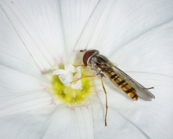 macro