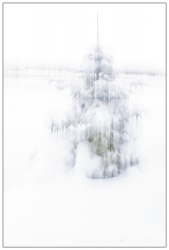 Petit sapin deviendra grand