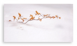 feuillage d'hiver