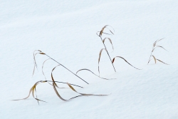 Emergence et fébrilité