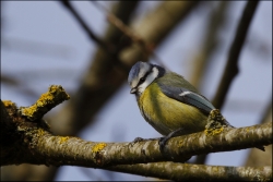 une petite bleue...