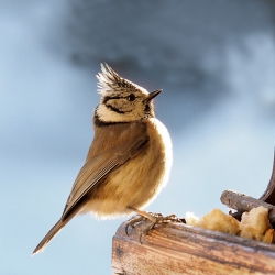 Mésange Huppée