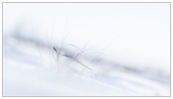 Herbe folle