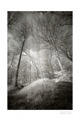 en forêt...