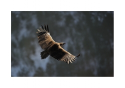 Vautour Moine