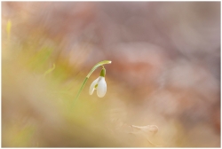 Perce Neige