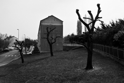 Arbres d'HLM