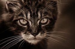 Hypnotique