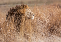Le roi dans le volcan du Ngorongoro