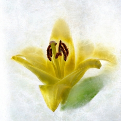 Lys