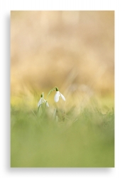 Le Perce-Neige