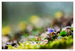 Violette