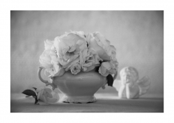 Les rose blanches