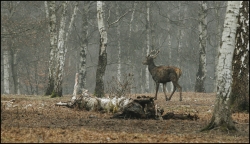 jeune cerf