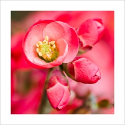 Le printemps arrive