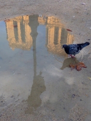 Le Pigeon de Notre-Dame