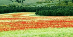 Le glacier rouge.