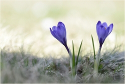 De saison