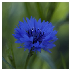 Bleuet