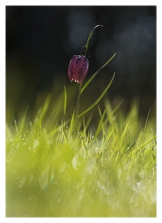 Fritilaire
