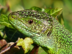 Rencontre au jardin