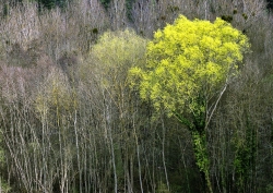 En foret.