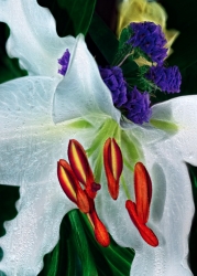 Lys