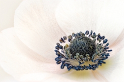 Intimité florale