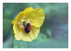 Bourdon gourmand