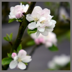 Fleurs de pommier...