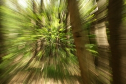Course poursuite dans les bois