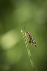 Un genre de papillon, non?
