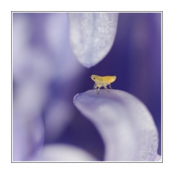 1 mm