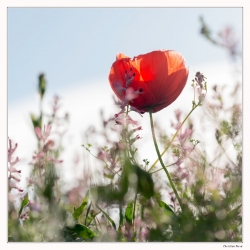 Coquelicot