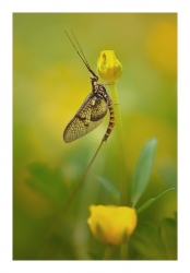 yellow too