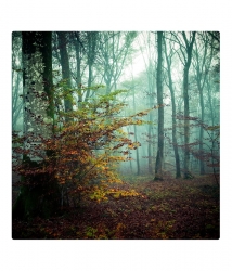 Forêt