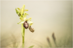Ophrys Araneola