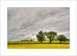 Jaune pluvieux