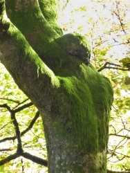 L'homme des bois