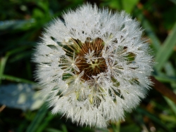 Graines de pissenlit dans la rosée